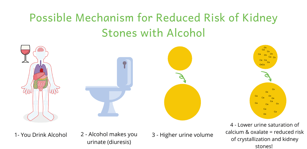 alcohol, kidney stones and diuresis